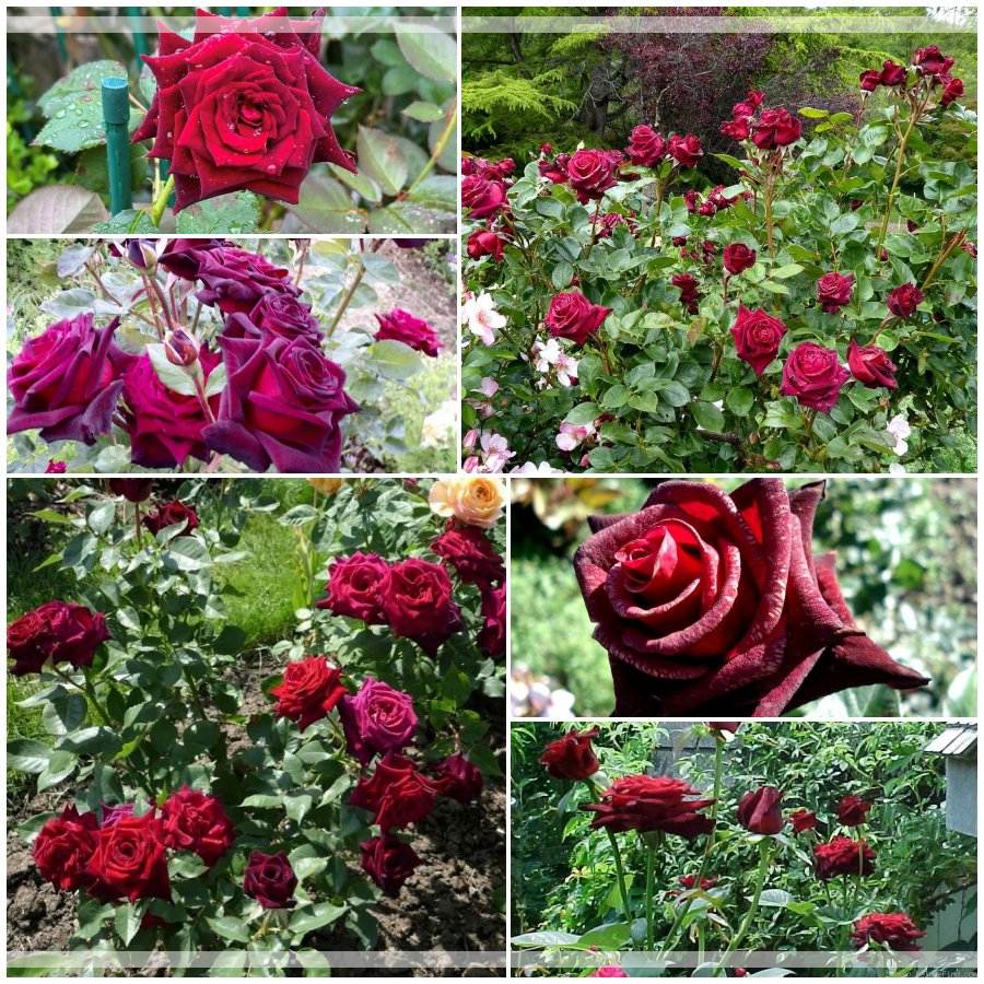 Black Baccara róża wielkokwiatowa